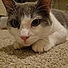 cat, gray_and_white, carpet, indoor, close_up, pet, animal, whiskers, paws, floor, curious, feline, domestic, resting, cute, young_cat, looking, eyes, nose, ears