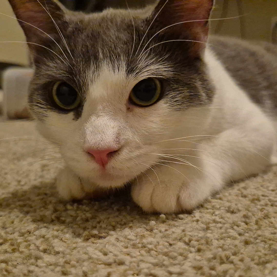 Levi