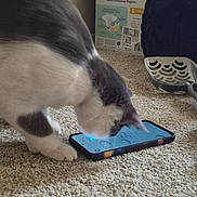 Levi joined the competition — help win amazing prizes! cat, smartphone, carpet, indoor, curious, pet, animal, box, diapers, litter_scoop, white_and_gray, floor, closeup, paw, technology, screen, domestic, home, feline, playing