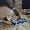 cat, smartphone, carpet, indoor, curious, pet, animal, box, diapers, litter_scoop, white_and_gray, floor, closeup, paw, technology, screen, domestic, home, feline, playing