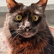 Shadow is registered to the contest to win money with this photo: cat, close_up, animal, fur, whiskers, yellow_eyes, black_cat, pet, portrait, indoor, sunlight, sharp_focus, cute, mammal, feline, face, ears, nose, alert, soft_background