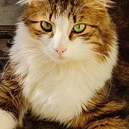 Jengo participe au concours pour gagner de l'argent avec cette photo : cat, fluffy, green_eyes, close_up, striped, white_fur, brown_fur, pet, animal, resting, portrait, whiskers, cute, feline, outdoor, nature, relaxed, paw, face, fur