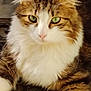 cat, fluffy, green_eyes, close_up, striped, white_fur, brown_fur, pet, animal, resting, portrait, whiskers, cute, feline, outdoor, nature, relaxed, paw, face, fur