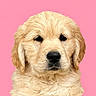golden_retriever, puppy, dog, pet, fluffy, cute, portrait, animal, canine, young, fur, adorable, pink_background, studio_shot, closeup, face, eyes, nose, ears, domestic_animal