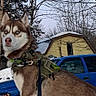 dog, husky, snow, outdoor, leash, harness, tree, winter, vehicle, house, sky, pet, canine, animal, standing, nature, cold, daytime, mammal, fur
