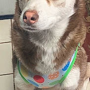 Jb joined the competition — help win amazing prizes! dog, siberian_husky, blue_eyes, pet, indoor, floor, tile, fur, animal, mammal, canine, portrait, looking_away, colorful_bib, ears, nose, paw, domestic_animal, companion, household