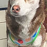 dog, siberian_husky, blue_eyes, pet, indoor, floor, tile, fur, animal, mammal, canine, portrait, looking_away, colorful_bib, ears, nose, paw, domestic_animal, companion, household