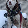 dog, siberian_husky, snow, outdoor, leash, harness, pet, animal, winter, cold, fur, canine, house, car, nature, portrait, alert, standing, blue_eyes, daytime