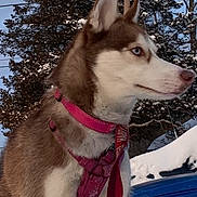 Sakura joined the competition — help win amazing prizes! dog, husky, snow, outdoor, winter, blue_eyes, leash, harness, tree, vehicle, snowy_ground, animal, pet, alert, canine, nature, cold, fur, portrait, daylight