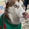 Sakura joined the competition — help win amazing prizes! dog, siberian_husky, blue_eyes, green_sweater, indoor, carpet, patterned_rug, pet, animal, fur, canine, portrait, cute, attentive, sitting, domestic, household, winter_clothing, cozy, closeup