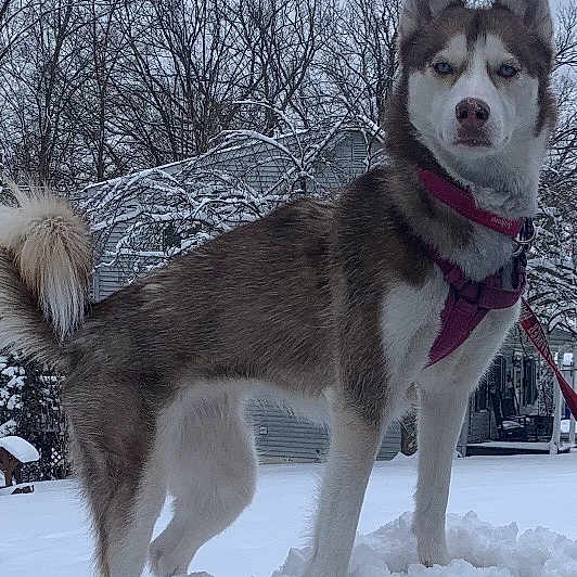 Sakura is registered to the contest to win money with this photo: dog, husky, snow, winter, outdoor, animal, pet, canine, fur, tail, leash, trees, nature, cold, sky, standing, mammal, portrait, park, landscape