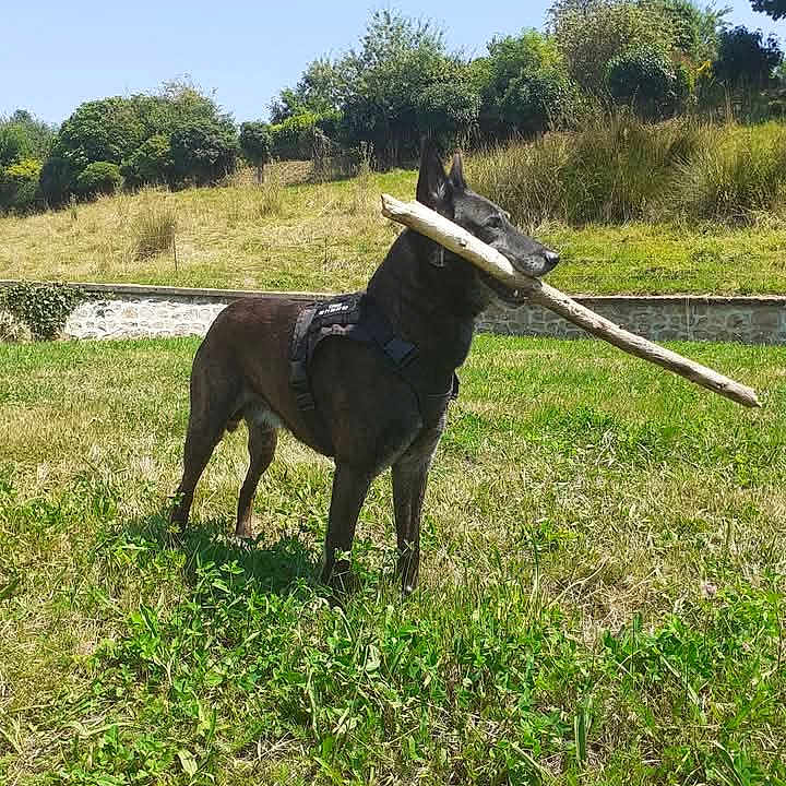 Ores a rejoint le concours — aidez-le/la à gagner de superbes lots ! animal, backyard, canine, dog, field, grass, horse, land, nature, outdoors, pet, plant, puppy, racket, sport, tree, vegetation, wood, woodland, yard