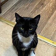 Zoie joined the competition — help win amazing prizes! cat, black_and_white, yellow_eyes, sitting, indoor, floor, wooden_floor, carpet, curious, pet, animal, whiskers, paws, feline, cute, domestic, looking_up, household, fur, mammal