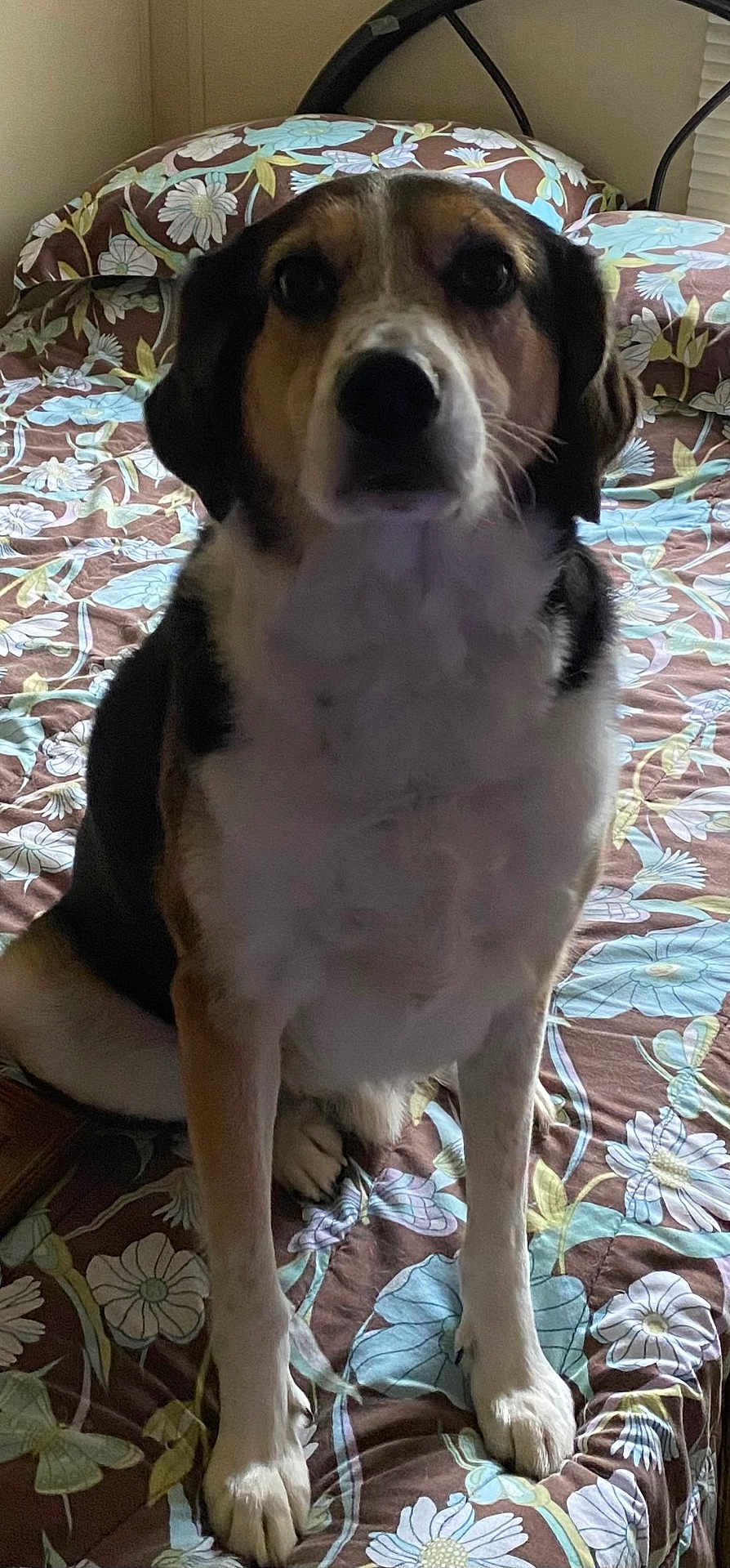 Buddy is registered to the contest to win money with this photo: dog, bed, bedding, floral_pattern, indoor, pet, animal, sitting, fur, paw, snout, ears, calm, looking, comfort, home, blanket, resting, domestic, canine