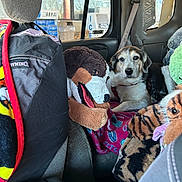 Buddy is registered to the contest to win money with this photo: dog, stuffed_animal, plush_toy, blanket, car_interior, seatbelt, window, gas_station, animal, pet, fabric, seat, toy, relaxing, indoor, vehicle, furry, companion, comfort, resting