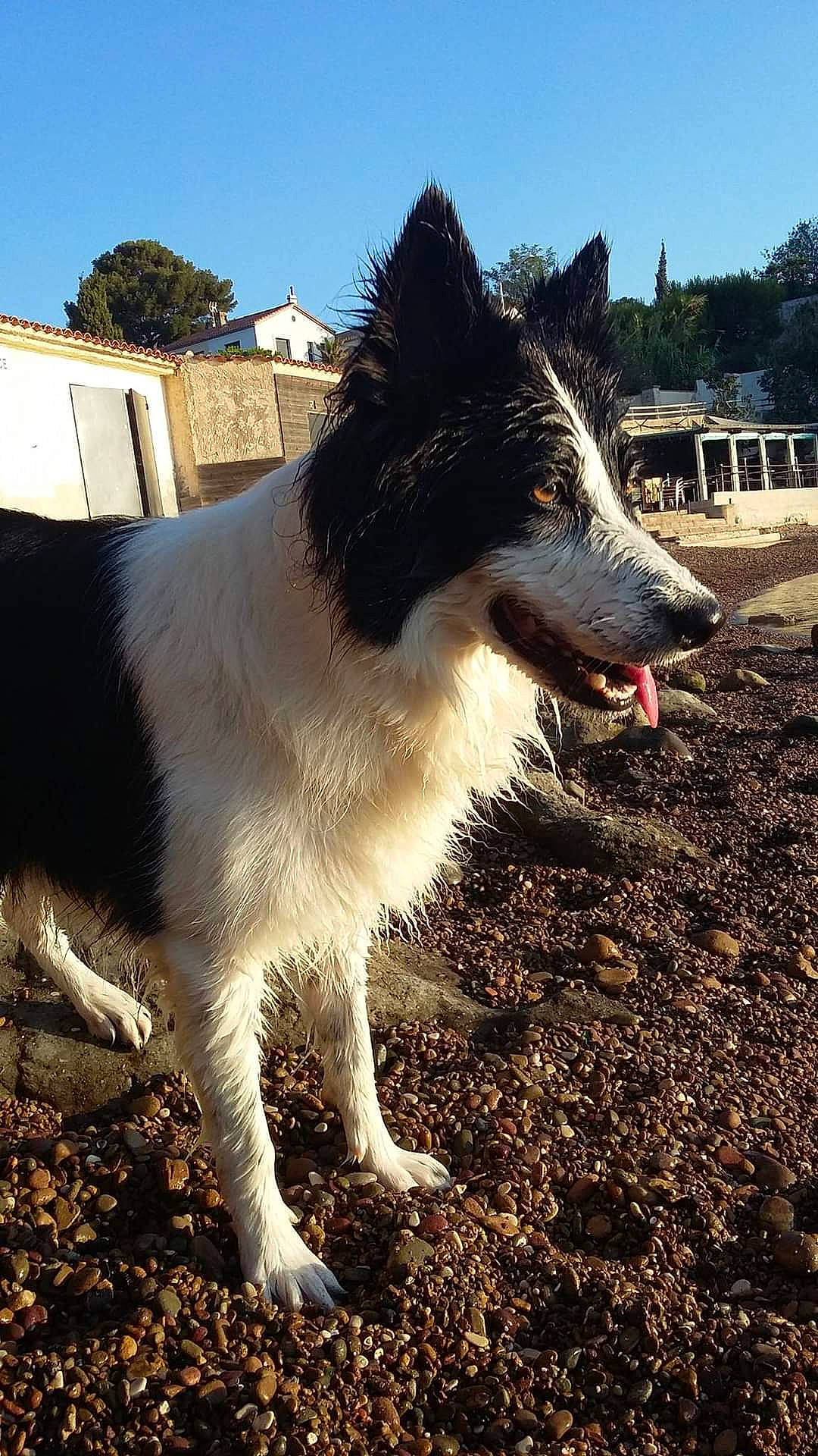 Jenny participe au concours pour gagner de l'argent avec cette photo : canidae, carnivore, collar, companion_dog, dog, dog_breed, fur, grass, herding_dog, landscape, plant, sky, snout, soil, sporting_group, tail, terrestrial_animal, tree, working_animal, working_dog