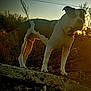 animal, backlit, brown, canine, collar, dog, evening, field, grass, nature, outdoor, pet, rock, silhouette, sky, standing, sunset, tree, white, wildlife