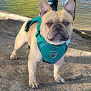Iggy joined the competition — help win amazing prizes! animal, canine, companion, daylight, dirt, dog, french_bulldog, ground, harness, hoodie, jeans, leash, nature, outdoor, person, pet, river, standing, walking, water