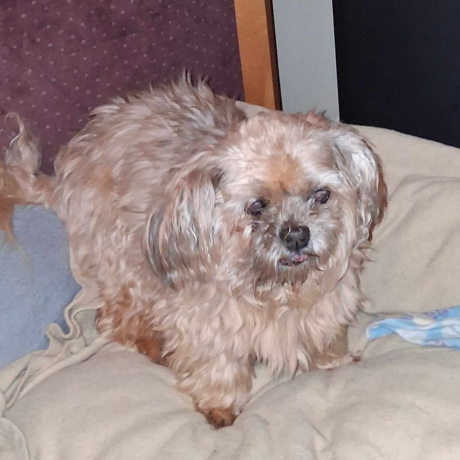 Baby is registered to the contest to win money with this photo: animal, blanket, brown_fur, companion_animal, cozy, curious, cute, dog, domestic_animal, ears, face, fluffy, four_legs, fur, furniture, home, indoor, pet, small_dog, tail