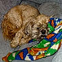 dog, pet, sleeping, blanket, bed, cozy, fur, animal, cute, resting, canine, indoor, colorful, soft, comfort, snuggle, fur_texture, relaxing, small_dog, companion
