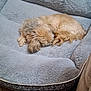 dog, sleeping, pet_bed, fluffy, cozy, indoor, carpet, furniture, brown_dog, resting, curled_up, soft_texture, quiet, relaxation, home, animal, companion, napping, curled_tail, snout
