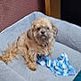 dog, pet, dog_bed, blanket, fur, indoor, cozy, tan_dog, small_dog, animal, cute, resting, furniture, home, companion, blurred, soft_focus, relaxed, tail, ears