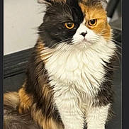 Kiara is registered to the contest to win money with this photo: cat, calico_cat, long_hair, fluffy, feline, pet, indoor, sitting, portrait, whiskers, golden_eyes, tail, white_fur, black_fur, orange_fur, paws, cute, closeup, fur_texture, groomed