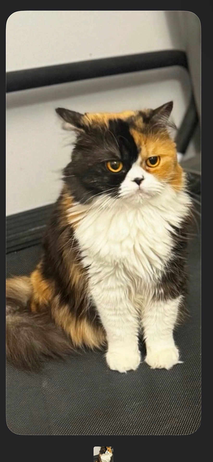 Kiara is registered to the contest to win money with this photo: cat, calico_cat, long_hair, fluffy, feline, pet, indoor, sitting, portrait, whiskers, golden_eyes, tail, white_fur, black_fur, orange_fur, paws, cute, closeup, fur_texture, groomed