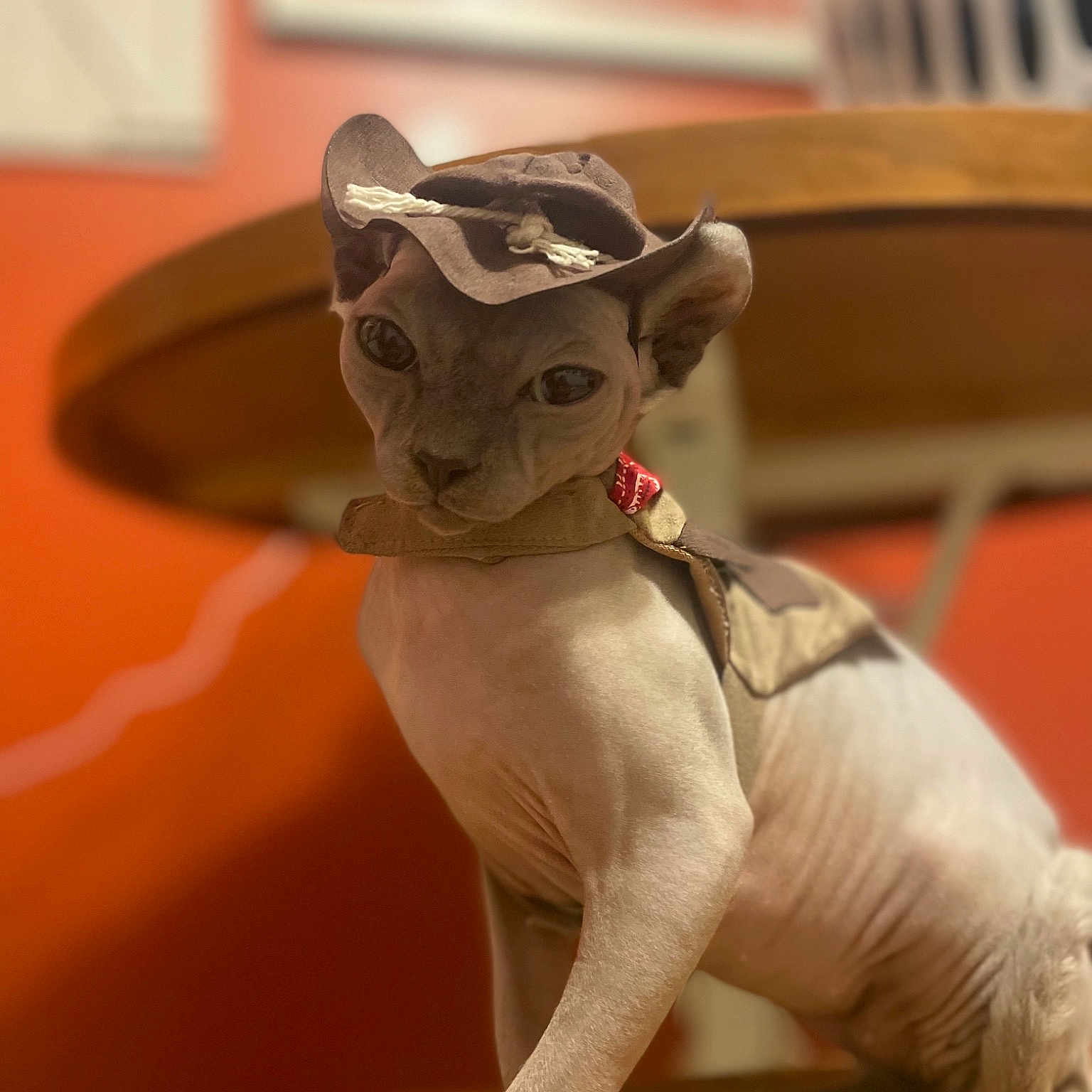 Elfie is registered to the contest to win money with this photo: animal_figure, art, artifact, canidae, carnivore, companion_dog, dog_breed, fawn, felidae, fur, sculpture, small_to_medium_sized_cats, snout, tail, terrestrial_animal, toy, whiskers, wood, working_animal, yoda