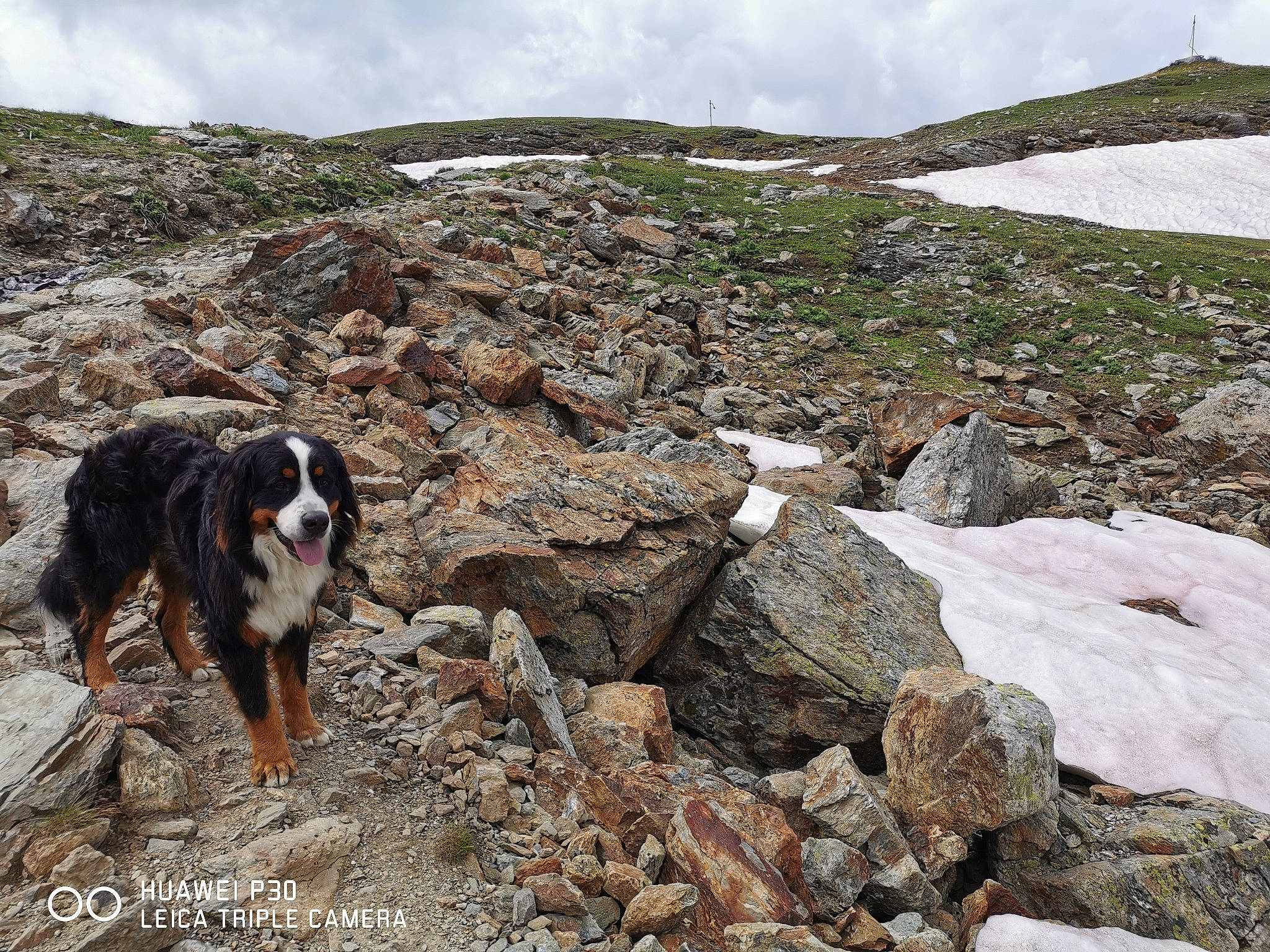 Plouf participe au concours pour gagner de l'argent avec cette photo : adventure, bernese_mountain_dog, canidae, carnivore, dog, dog_hiking, entlebucher_mountain_dog, fell, geological_phenomenon, herding_dog, hiking, hill, mountain, mountain_range, mountainous_landforms, ridge, rock, walking, working_dog