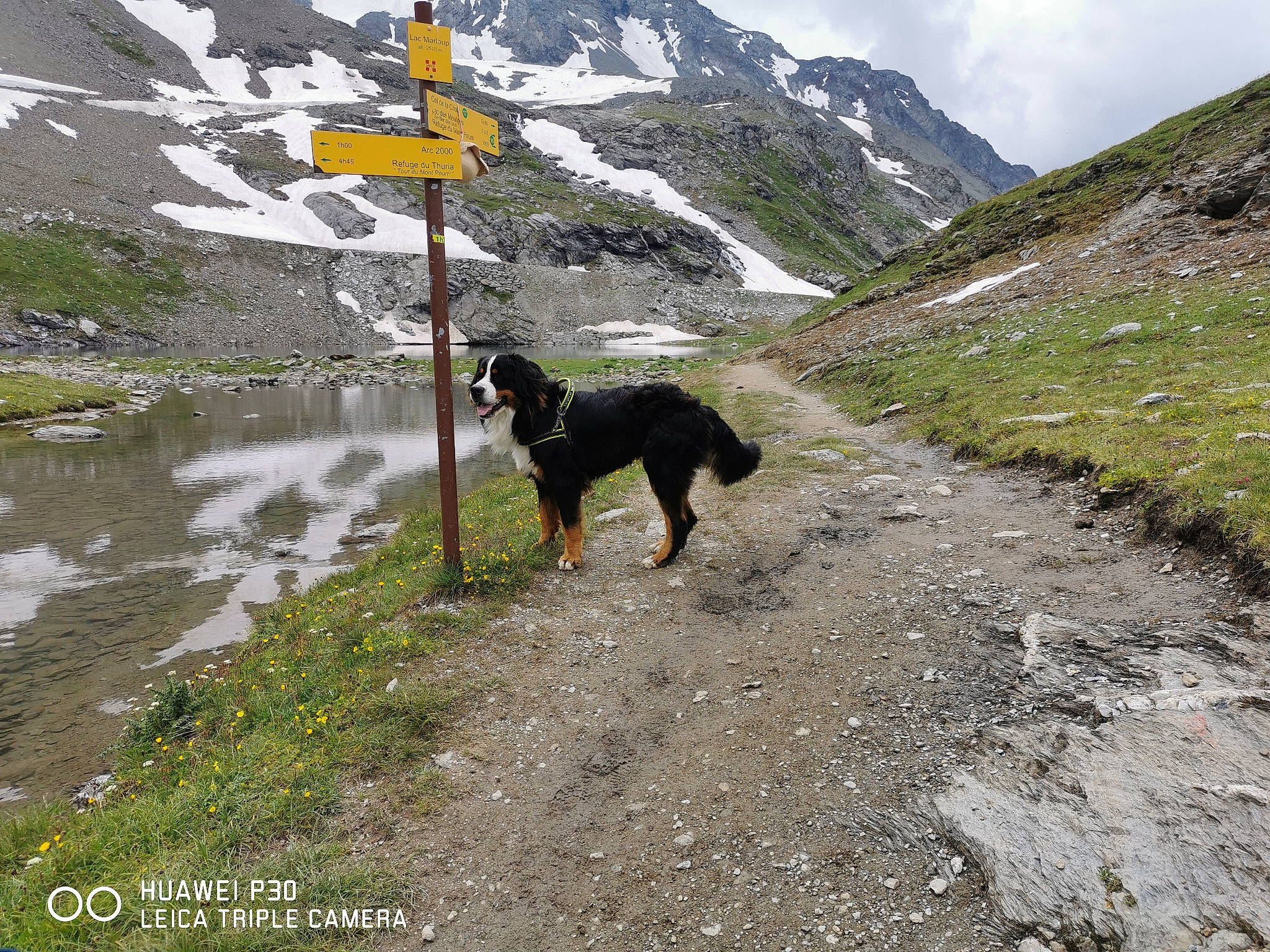 Plouf participe au concours pour gagner de l'argent avec cette photo : adventure, alps, beauceron, canidae, carnivore, dog, dog_breed, dog_hiking, geological_phenomenon, guard_dog, hunting_dog, mountain, mountain_pass, mountain_range, sporting_group, wilderness, working_dog