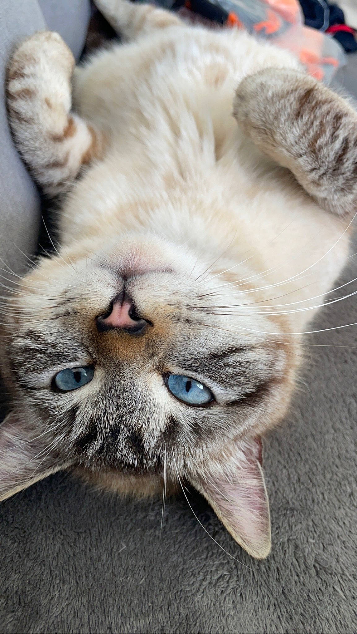 Ricky a rejoint le concours — aidez-le/la à gagner de superbes lots ! carnivore, cat, claw, close_up, comfort, domestic_short_haired_cat, ear, eye, fawn, felidae, fur, grey, head, mammal, paw, small_to_medium_sized_cats, terrestrial_animal, whiskers, wildlife, wrinkle