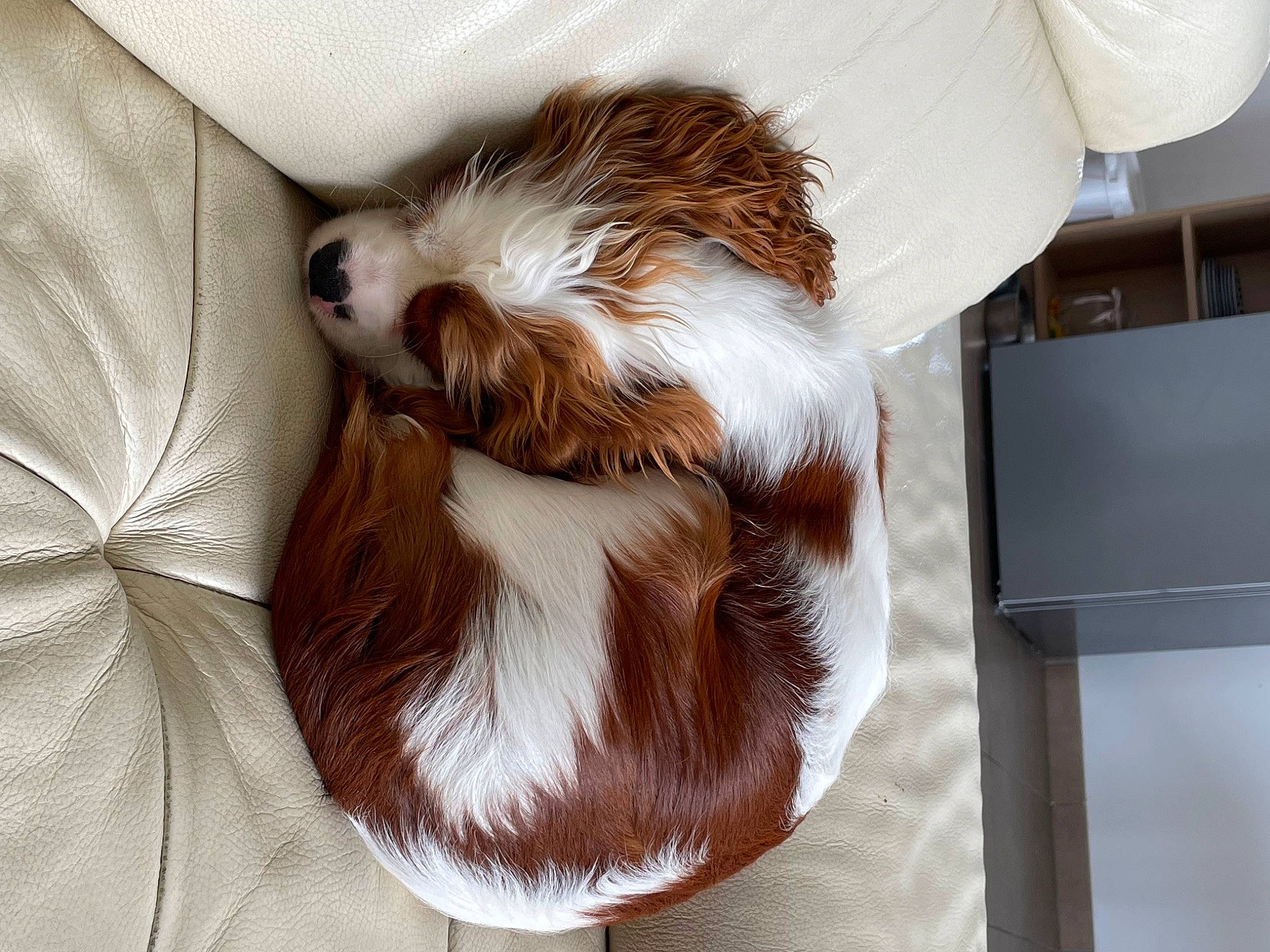 Tiplouf participe au concours pour gagner de l'argent avec cette photo : brown, canidae, carnivore, comfort, companion_dog, dog, dog_breed, fawn, felidae, fur, hardwood, liver, nap, paw, small_to_medium_sized_cats, sporting_group, tail, toy_dog, whiskers, wood