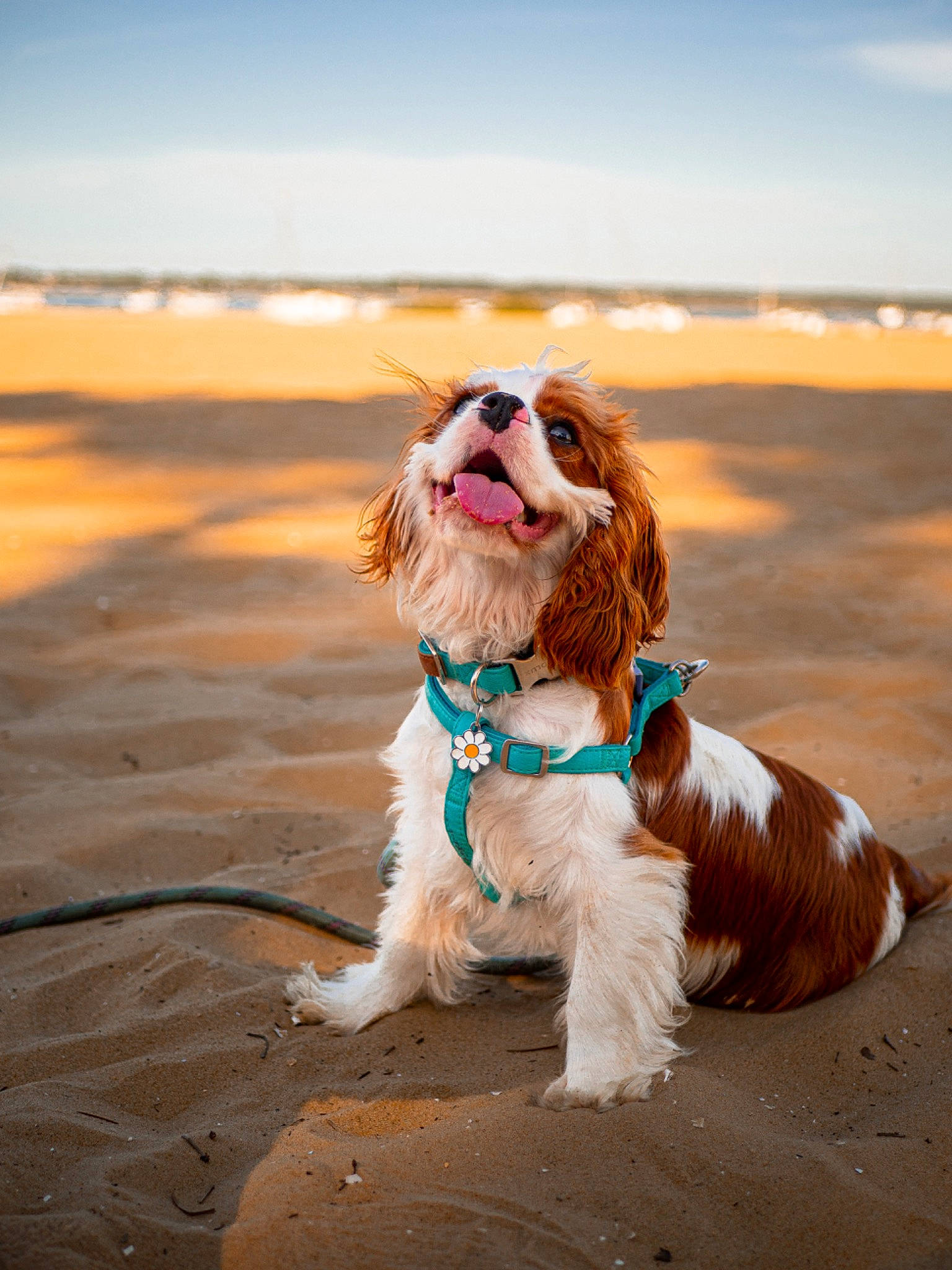 Tiplouf participe au concours pour gagner de l'argent avec cette photo : beach, carnivore, cloud, collar, companion_dog, dog, dog_breed, dog_collar, dog_supply, fawn, fun, happy, leash, liver, sky, snout, spaniel, sporting_group, sunglasses, toy_dog