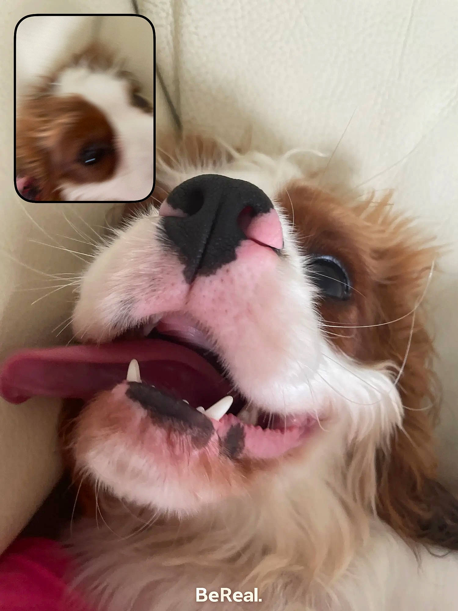 Tiplouf participe au concours pour gagner de l'argent avec cette photo : carnivore, cat, companion_dog, ear, eye, eyelash, eyewear, fang, fawn, felidae, gesture, glasses, head, human_body, iris, jaw, nose, small_to_medium_sized_cats, vision_care, whiskers