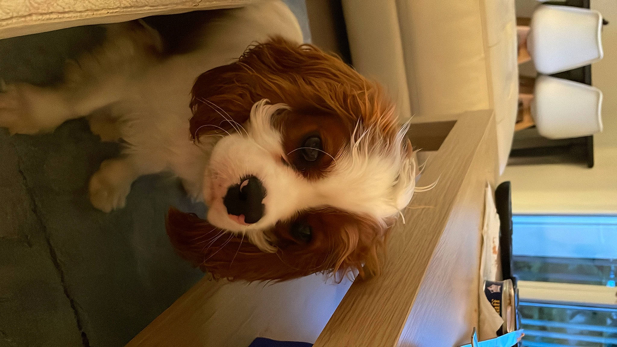 Tiplouf participe au concours pour gagner de l'argent avec cette photo : art, canidae, carnivore, companion_dog, dog, dog_breed, dog_supply, fawn, felidae, fur, non_sporting_group, puppy, room, snout, sporting_group, toy, toy_dog, whiskers, wood, working_animal