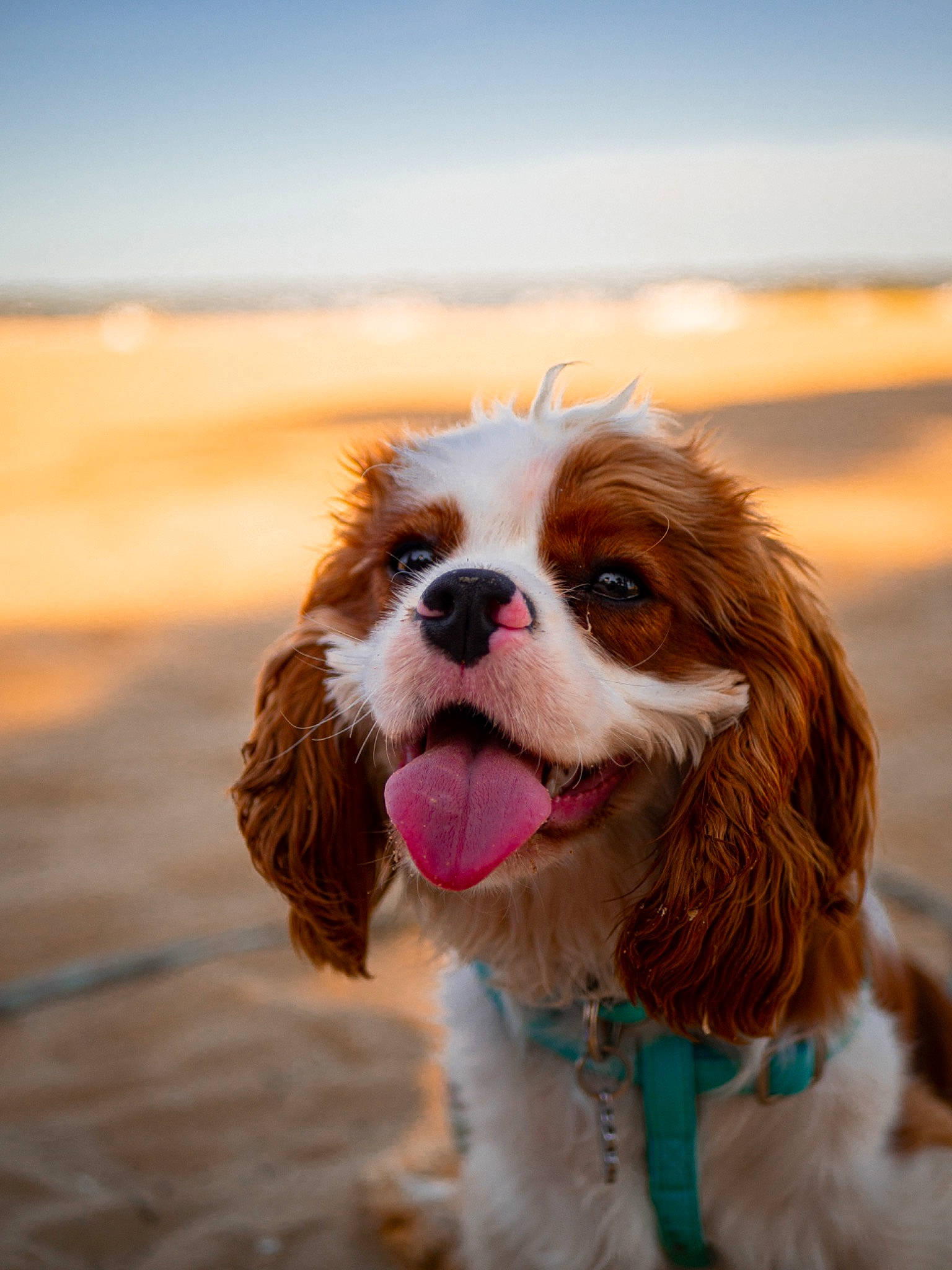 Tiplouf a rejoint le concours — aidez-le/la à gagner de superbes lots ! canidae, carnivore, cavalier_king_charles_spaniel, companion_dog, dog, dog_breed, dog_supply, fawn, fur, gun_dog, happy, king_charles_spaniel, landscape, liver, sky, snout, spaniel, sporting_group, toy_dog, whiskers