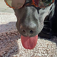 Pina participe au concours pour gagner de l'argent avec cette photo : dog, black_dog, sunglasses, tongue, close_up, pet, animal, outdoor, carpet, texture, sunlight, shade, cute, playful, funny, portrait, canine, resting, accessory, summer