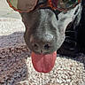 dog, black_dog, sunglasses, tongue, close_up, pet, animal, outdoor, carpet, texture, sunlight, shade, cute, playful, funny, portrait, canine, resting, accessory, summer
