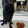 Pina a rejoint le concours — aidez-le/la à gagner de superbes lots ! dog, black_dog, toy, plush_toy, floor, tile_floor, indoor, dining_area, chair, table, plant, pet, animal, paw, treat, home, living_space, furniture, domestic, cute