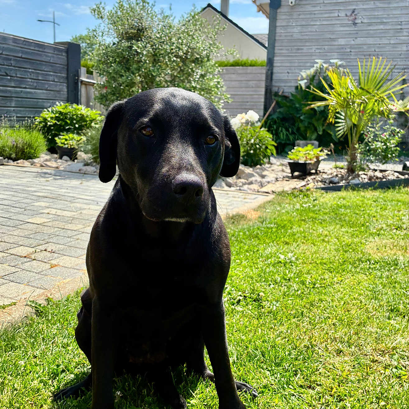 Pina participe au concours pour gagner de l'argent avec cette photo : dog, black_dog, grass, garden, sunny, daytime, outdoor, pet, canine, backyard, plant, shrub, fence, house, sky, cloud, pavement, leaf, nature, animal