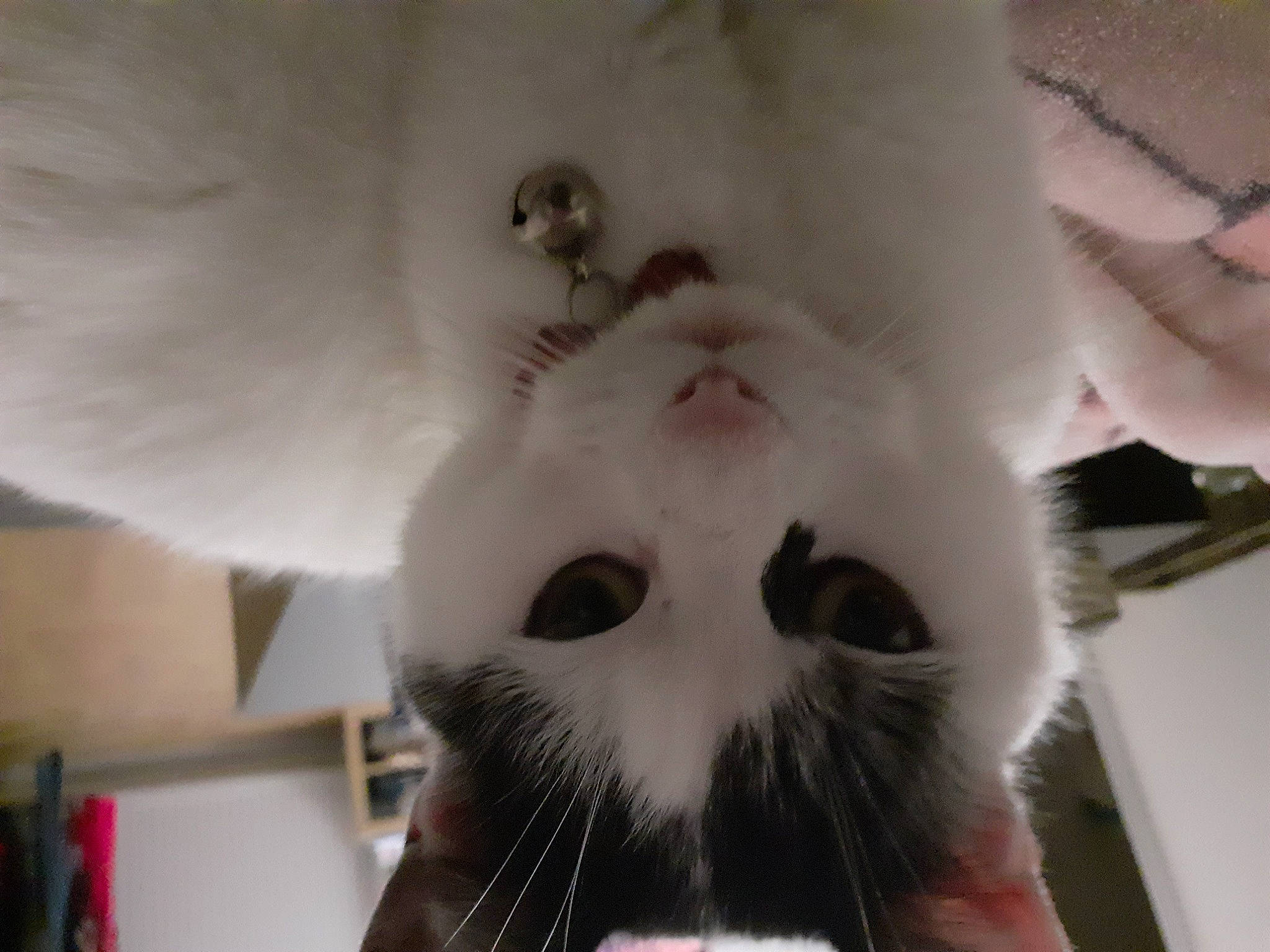 Plume participe au concours pour gagner de l'argent avec cette photo : carnivore, cat, companion_dog, domestic_short_haired_cat, ear, eye, eyelash, fang, felidae, fur, head, human_body, jaw, mammal, moustache, paw, small_to_medium_sized_cats, snout, terrestrial_animal, whiskers