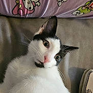 Rose joined the competition — help win amazing prizes! animal, black_and_white, cartoon, cat, closeup, couch, curious, cute, ears, eyes, feline, fur, home, indoor, nose, pet, pillow, portrait, relaxed, whiskers