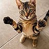 Oscar a rejoint le concours — aidez-le/la à gagner de superbes lots ! alert, animal, cat, closeup, cute, floor, fur, green_eyes, indoor, kitten, mammal, paw, pet, playful, portrait, standing, tabby, tile, whiskers, young_cat