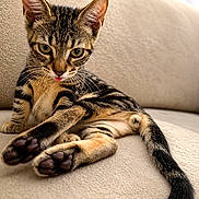 Oscar a rejoint le concours — aidez-le/la à gagner de superbes lots ! animal, beige, cat, closeup, couch, cute, feline, fur, indoor, kitten, paw, pet, playful, portrait, relaxed, tabby, tail, tongue_out, whiskers, young