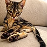 animal, beige, cat, closeup, couch, cute, feline, fur, indoor, kitten, paw, pet, playful, portrait, relaxed, tabby, tail, tongue_out, whiskers, young