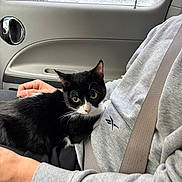 Miso is registered to the contest to win money with this photo: animal, black_and_white_cat, car_door, car_interior, cat, comfort, cozy, ears, fur, grey_sweatshirt, hand, indoor, lap, person, pet, rain, rainy_window, seatbelt, whiskers, window