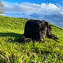 dog, black_dog, grass, outdoor, sunlight, blue_sky, clouds, nature, animal, pet, laying_down, curious, playful, daytime, greenery, ears, fur, field, muzzle, eyes