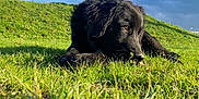 Jameson a rejoint le concours — aidez-le/la à gagner de superbes lots ! dog, black_dog, grass, outdoor, sunlight, blue_sky, clouds, nature, pet, animal, lying_down, greenery, peaceful, fluffy, canine, resting, daytime, field, summer, relaxed