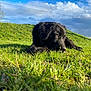 dog, black_dog, grass, outdoor, sunlight, blue_sky, clouds, nature, pet, animal, lying_down, greenery, peaceful, fluffy, canine, resting, daytime, field, summer, relaxed